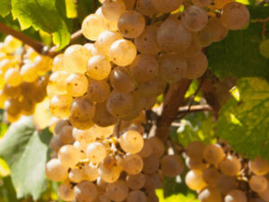 La AGV rechaza subir los rendimientos de uva en Rías Baixas