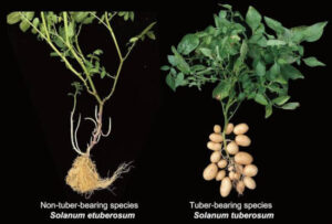 ¿De qué planta procede la patata?