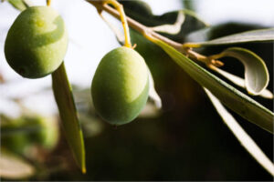 La sequía provoca pérdidas del 70 % en la aceituna de mesa en Extremadura, especialmente en la manzanilla cacereña