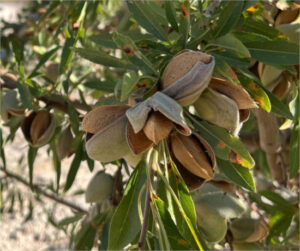Granada inicia la campaña de la almendra con una previsión de 9.828 toneladas
