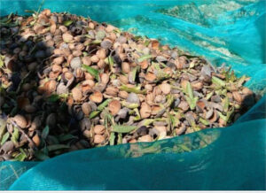 Bruselas notifica almendras de EEUU con niveles de aflatoxinas tres veces superiores al límite