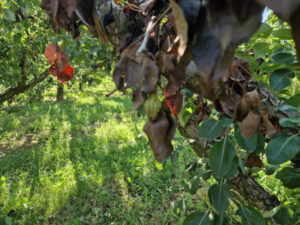 Aragón: ayudas a explotaciones de peral y membrillero afectadas por fuego bacteriano