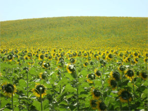 Córdoba cierra la campaña del girasol con más superficie sembrada pero bajos rendimientos