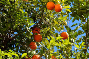 44 proyectos valencianos reciben ayudas para innovar en el campo: ¡Conózcalos!