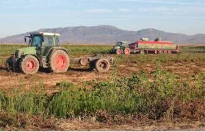 Reclaman a la Junta de Extremadura que intervenga ante el abuso de las industrias del tomate
