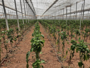 El pimiento de Almería arranca campaña bajo la amenaza del Thrips parvispinus