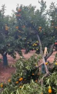 Alertan de los primeros robos de cítricos y pide más vigilancia en las zonas productoras