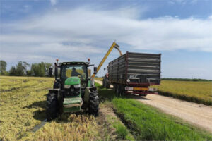 La campaña de arroz en Sevilla encara su final con buena producción pero precios a la baja