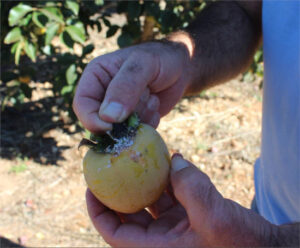 Más del 80% de los productores de caqui reclama nuevas materias activas para combatir las plagas