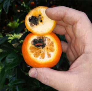 Se detecta la falsa polilla en naranjas sudafricanas ¿Está haciendo Sudáfrica el tratamiento en frío?
