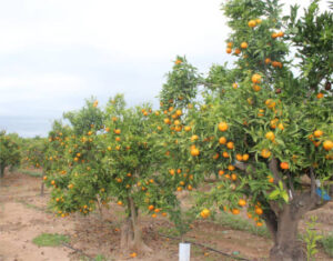 Denuncian la entrada con arancel cero de las naranjas sudafricanas a la UE