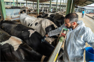 La UE autoriza ampliar en España la zona de vacunación contra la dermatosis nodular contagiosa