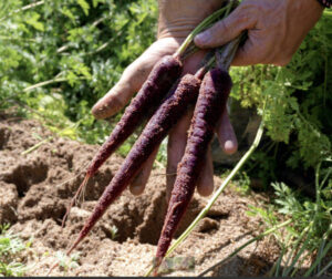 MuñozVal impulsa la zanahoria morada como producto diferencial en Fruit Attraction
