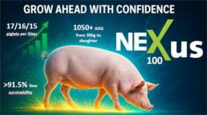 Hendrix Genetics Swine lanza Nexus 100, una nueva cerda híbrida F1 que combina productividad, uniformidad y eficiencia