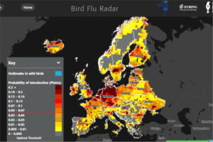 Cuatro veces más casos de influenza aviar en la UE que el año pasado