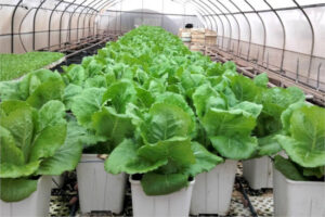 Bioestimulantes y estrés salino cambian la microbiota comestible de lechuga y tomate