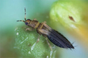 Avanza en el control biológico del Thrips parvispinus en pimientos de Almería