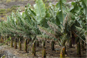 Edición genética para debilitar el Fusarium en banano