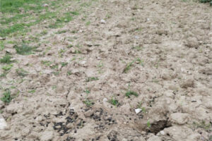 Los conejos ligados a carreteras y vías férreas provocan pérdidas millonarias a la agricultura madrileña