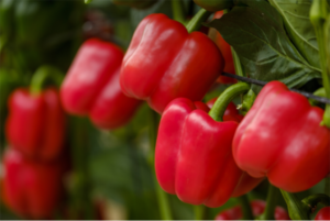 España retoma la exportación de pimiento almeriense a EEUU