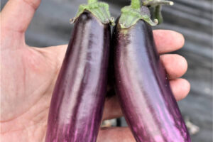 Identifican compuestos antitumorales en una nueva variedad de berenjena