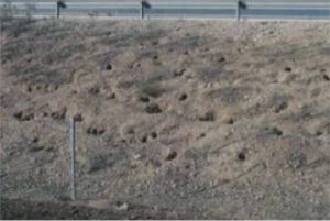 Plaga de conejo en CLM: riesgo para la agricultura pero también para carreteras y ferrocarril