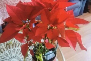 ¿Cómo cuidar su Flor de Pascua para que dure todo el año?