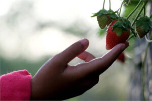 Trabajadores guatemaltecos en la próxima campaña de frutos rojos