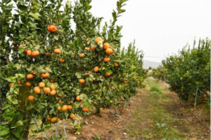 La cosecha de clementinas cae un 40% en Cataluña por la meteorología