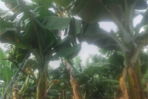 Los auditores piden una revisión del apoyo de la UE a la agricultura en sus regiones ultraperiféricas