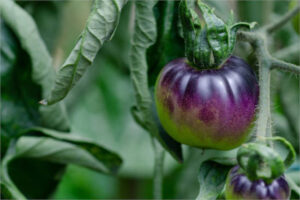 Australia autoriza el cultivo y comercialización de un tomate morado MG