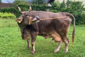 ¿Puede una vaca usar herramientas? Cuando el picor aprieta, toca improvisar