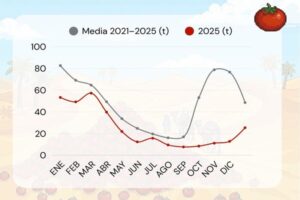 El tomate de Marruecos sigue entrando, ¿pero donde están los datos?