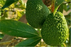 Piden esperar para recolectar Lamb Hass y evitar fruta inmadura