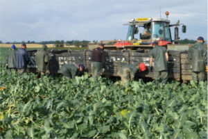 Simulaciones digitales y drones para predecir el rendimiento de cultivos hortícolas