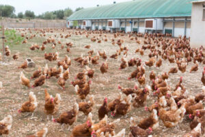 La avicultura catalana cierra 2025 con buen pulso en pollo y presión en huevo