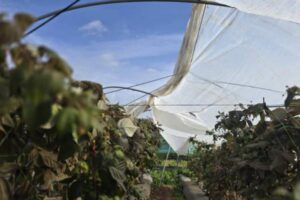 Temporales en Huelva golpean la campaña de frutos rojos y frenan la oferta