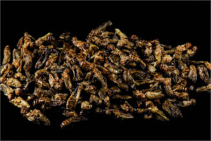 ¿Los insectos podrían tener un papel en nuestras dietas?