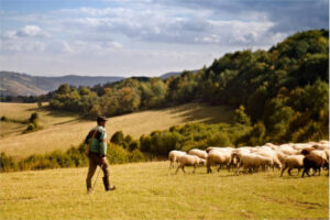 ASAJA CyL apoya el levantamiento del acotamiento de pastos en montes quemados