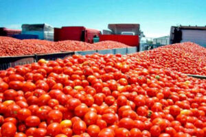 La oferta de 107 €/t tomate para industria no cubre los costes de producción, alerta UPA-UCE