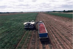 La industria sevillana del tomate está ofertando 105 €/t