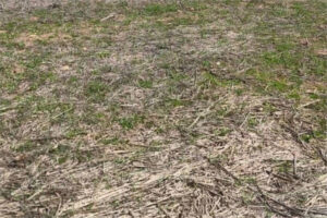 Castilla-La Mancha activa un plan frente a la sobrepoblación de conejos