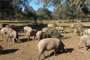 Jerez de los Caballeros acogerá la 10ª edición de los Premios Porc d’Or Ibérico