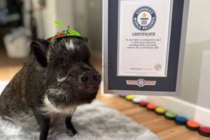 Merlin, el cerdo con un récord Guinness