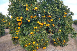 Córdoba encara la recta final de campaña de naranja con menores cifras