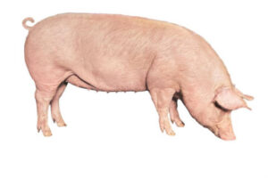 Nexus 100, de Hendrix Genetics Swine, una integración genética con impacto en toda la cadena porcina