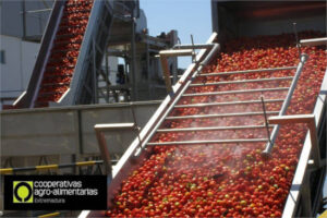 Extremadura cierra filas por el tomate y reclama una salida al veto del spirotetramat
