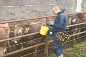 Aragón culmina la vacunación frente a DNC de más de 18.600 bovinos en Boltaña