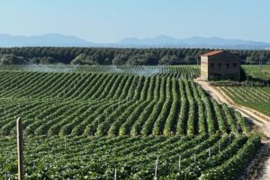 Extremadura: solo el 28% de los tabaqueros ha iniciado la digitalización de sus explotaciones