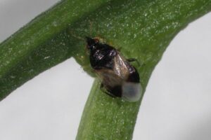Insectos depredadores se perfilan como aliados contra el HLB en Florida